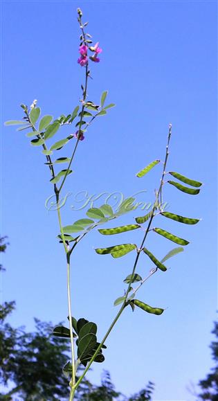  Branch with inflorescences